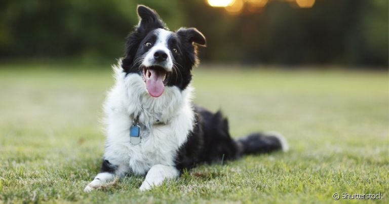 A expectativa de vida de um cachorro pode aumentar com cuidados básicos no dia a dia