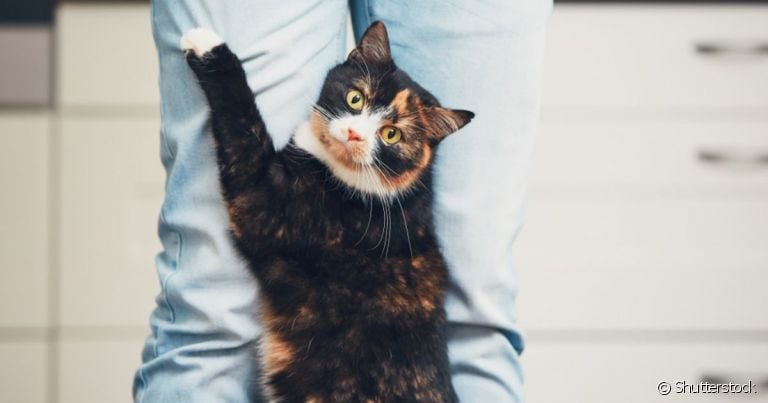  Gato arranhando, bem como outras atitudes felinas, podem ter muitos significados que entendemos errado 