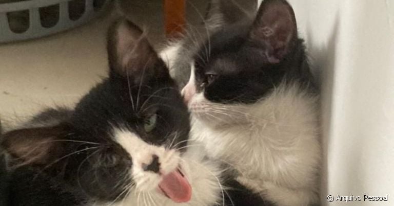  Olga e Potemkin são dois filhotes de gato que foram adotados juntos 