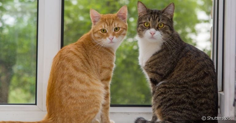 Pegar mais gatos para adotar pode trazer benefícios ao seu animal de estimação