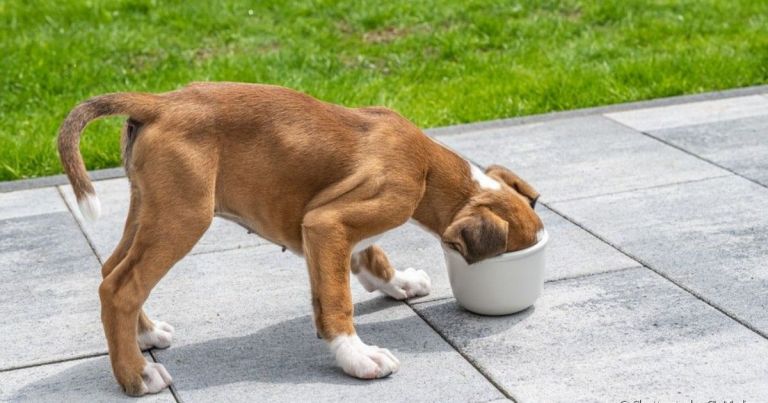 Percebeu a pele do Boxer descamando ou seus pelos caindo? Pode ser alergia alimentar.
