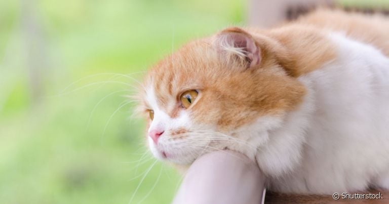  Ansiedade de separação em gatos causa muito sofrimento no pet que não suporta ficar longe do tutor