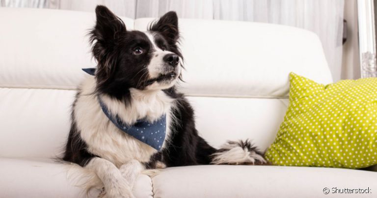 O cachorro no sofá pode trazer danos ao móvel e por isso muitos tutores preferem evitar que o pet suba nele
