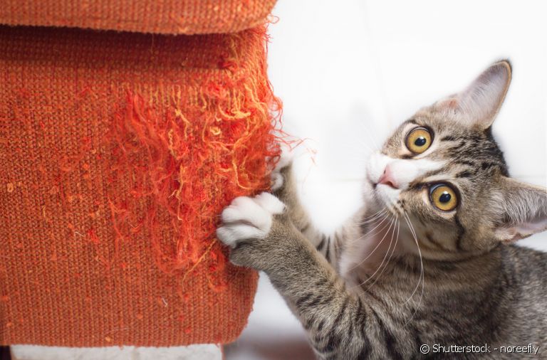 Arranhador para gatos: acessório mantém seu sofá e outros móveis a salvo.