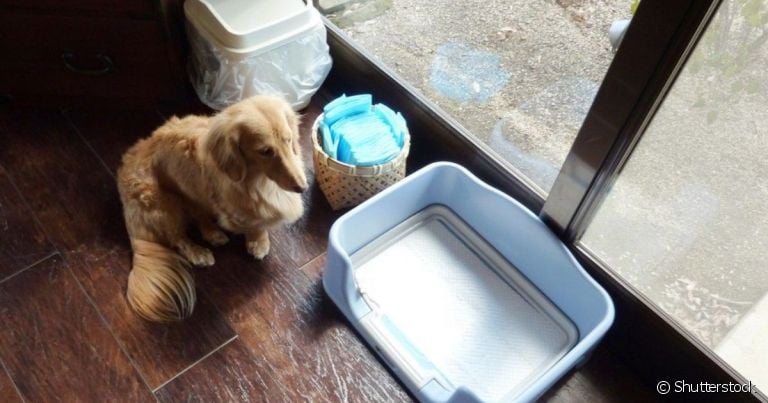 O banheiro inteligente para cachorro é bem fácil de limpar.