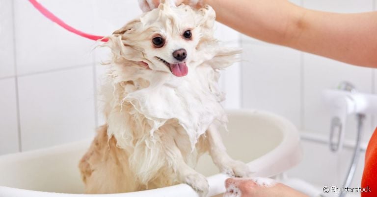  Saiba como dar banho em cachorro da raça Spitz Alemão em casa!