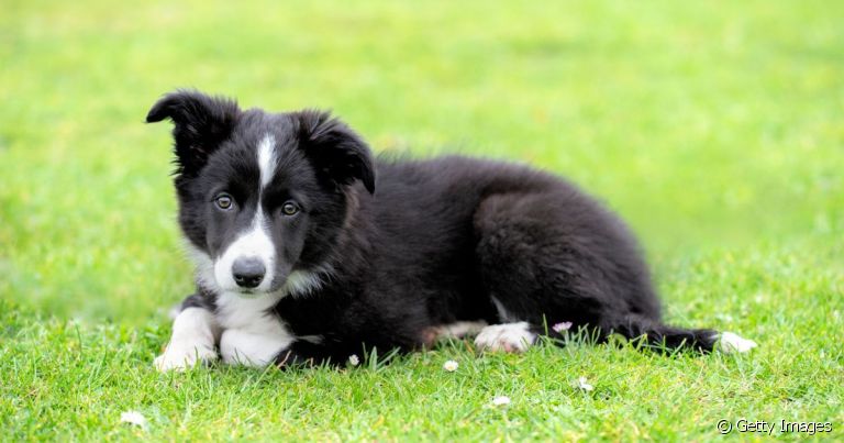 O filhote de Border Collie é cheio de energia