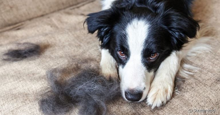  A troca de pelagem do cachorro Border Collie se adapta às estações do ano 