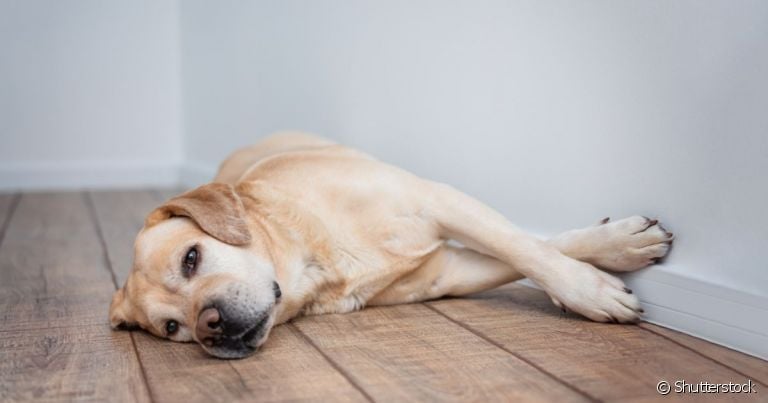  Cachorro cavando a parede é sinal de estresse 