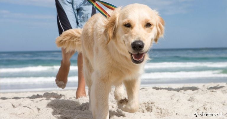  Cachorro sente calor e precisa de cuidados especiais no verão 