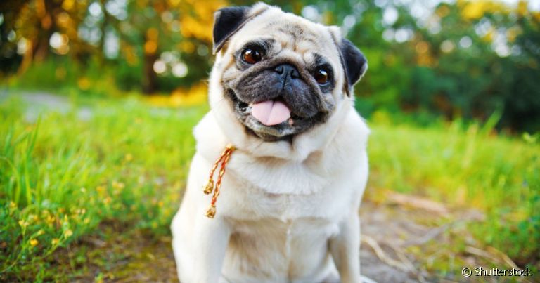 Raças de cachorro manso tornam a convivência muito mais tranquila