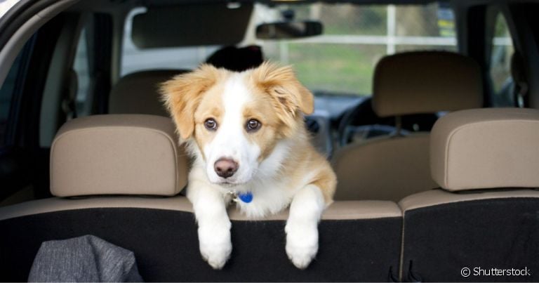 O cachorro vomitando no carro acontece quando pet fica enjoado com o movimento do automóvel