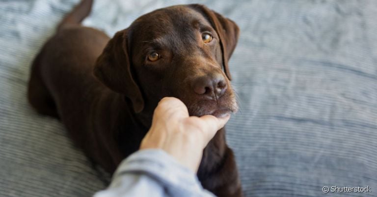 O câncer em cachorro pode ser prevenido com algumas mudanças na rotina