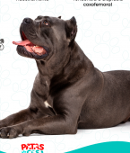 Cane Corso: infográfico mostra as principais características da raça de cachorro gigante