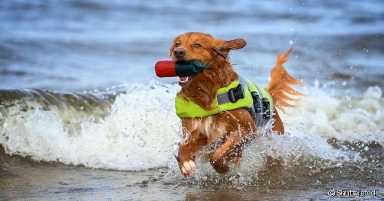 Um cão de serviço salva vidas ajuda a resgatar pessoas de afogamentos no mar