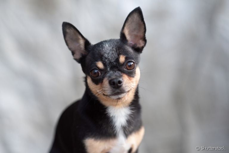 O Chihuahua é conhecido pela personalidade forte dentro de uma embalagem pequena