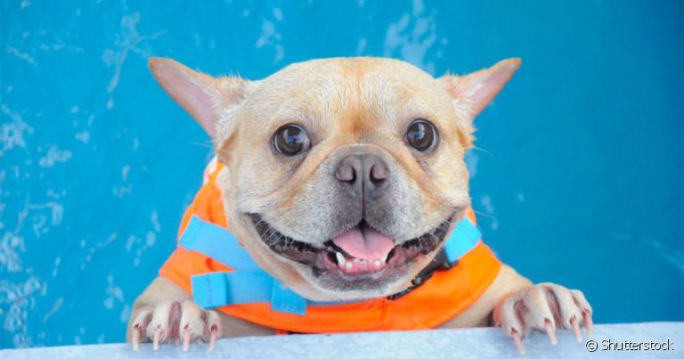 Colete salva vidas: cachorro precisa dessa proteção na hora de entrar na água