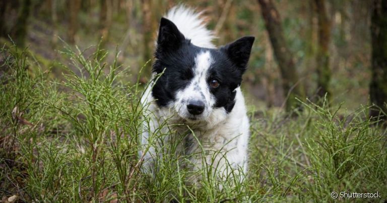 Cachorros cegos e cachorros surdos também podem ser adestrados!