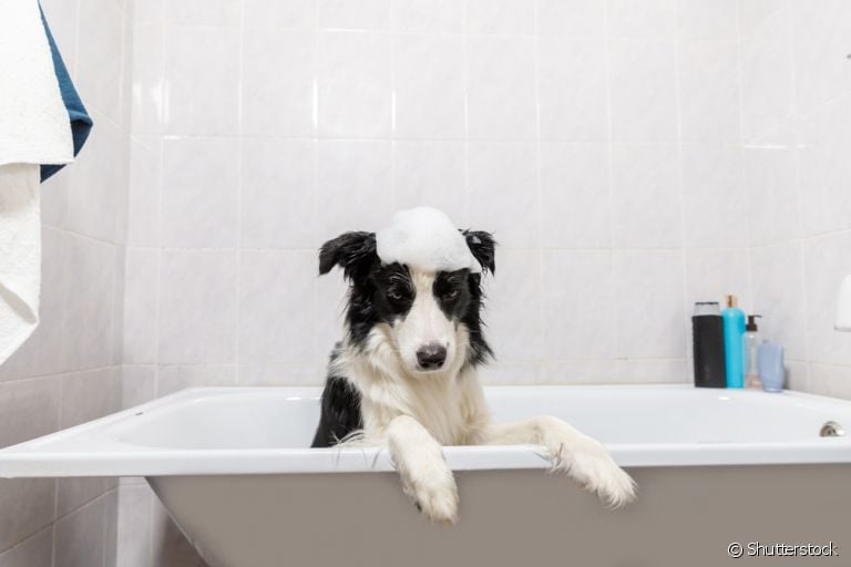 Você pode até encontrar um cachorro grande para apartamento, mas será preciso algumas adaptações