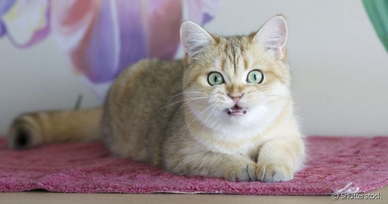 O miado de gato com medo é fácil de ser identificado