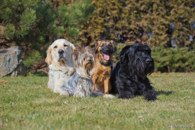 Do Yorkshire ao Labrador: conheça as raças que mais fazem sucesso