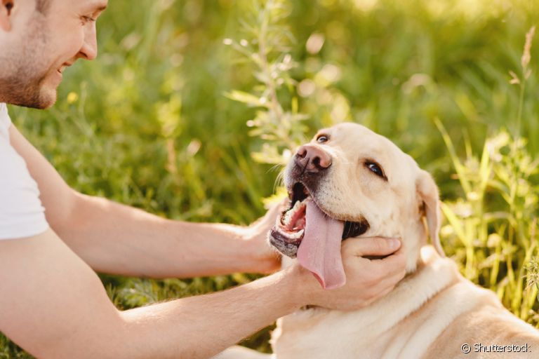  Pastor alemão, labrador, vira-lata e outros: veja quais são os cachorros mais carinhosos! 