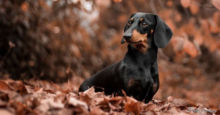 O cachorro Dachshund tem uma personalidade forte, mas igualmente amorosa e amigável