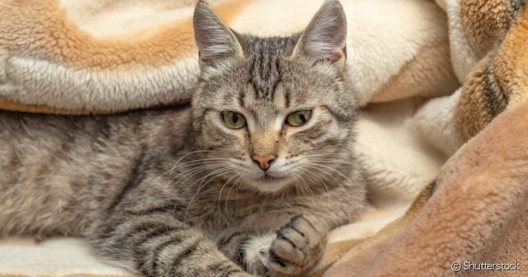 A diabetes mellitus em gatos está relacionada a problemas na produção de insulina no organismo