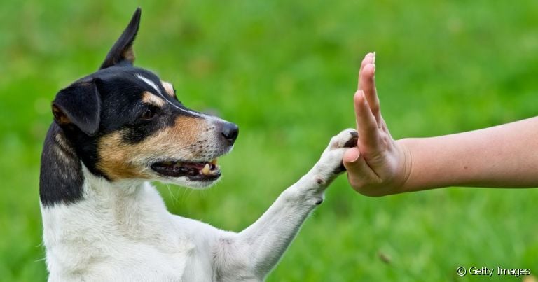 O cachorro pode ser destro ou canhoto, assim como os humanos