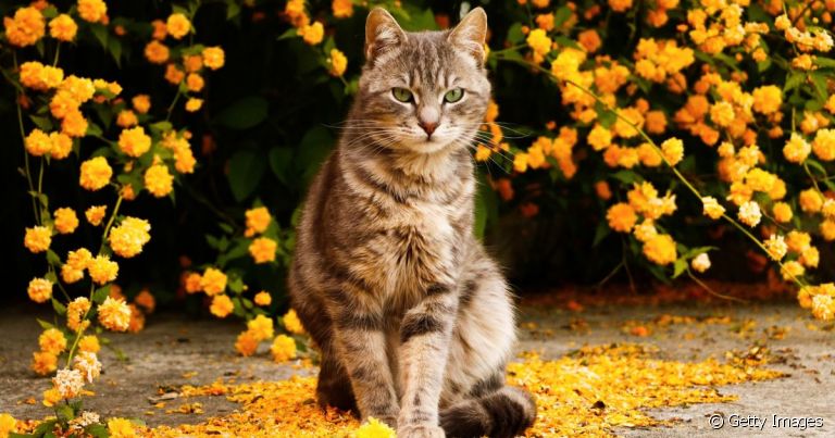 O cio de gata pode acontecer mais de uma vez por ano