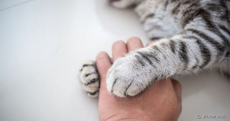 Gato carente, dócil e companheiro pode ser de diversas raças, inclusive Vira-lata!