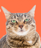 Gato estressado: veja como acalmar o bichano em infográfico