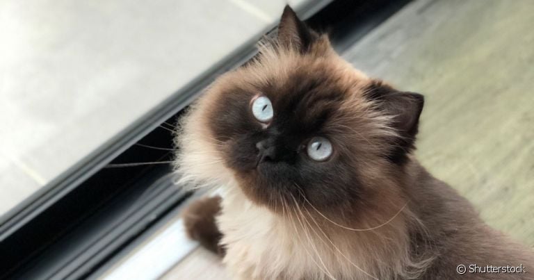  Gato Himalaio tem caráter que reúne o melhor do Siamês e Persa 