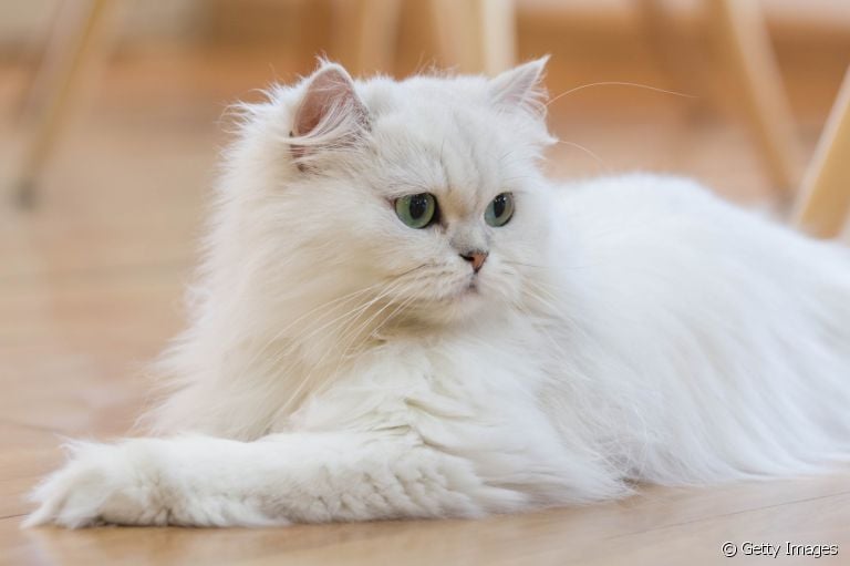 O gato Persa é muito popular e tem uma personalidade super dócil