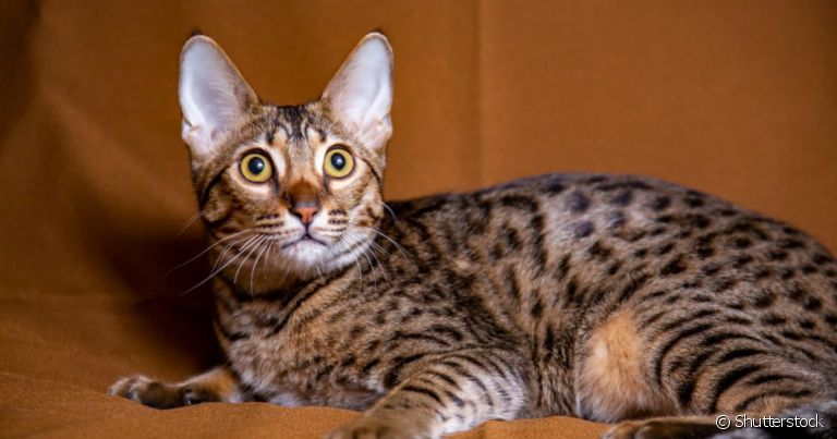 O gato Savannah é uma mistura de gato selvagem com gato doméstico