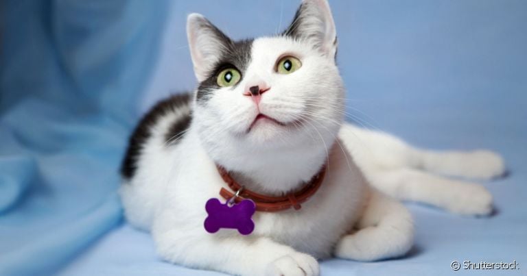  Gato usa coleira, mas precisa se adaptar ao acessório 