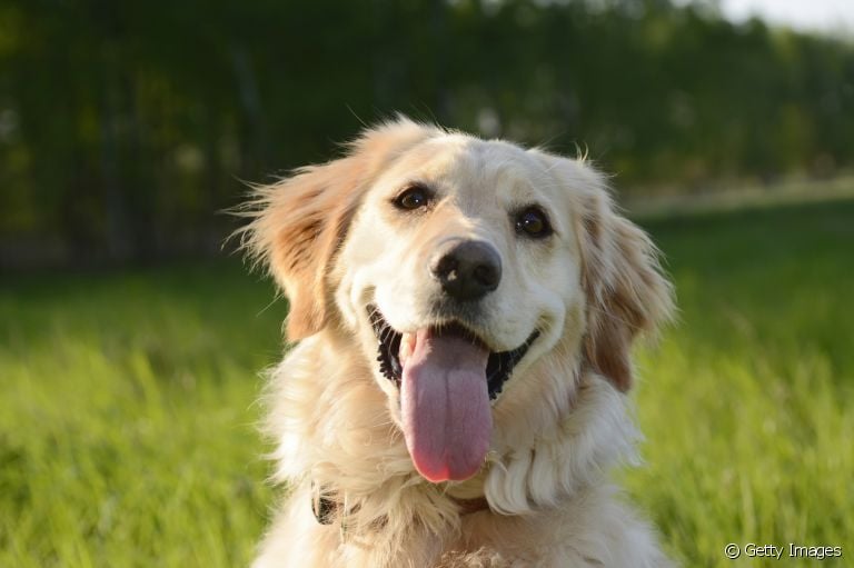 O Golden Retriever é um cachorro grande com muitas qualidades