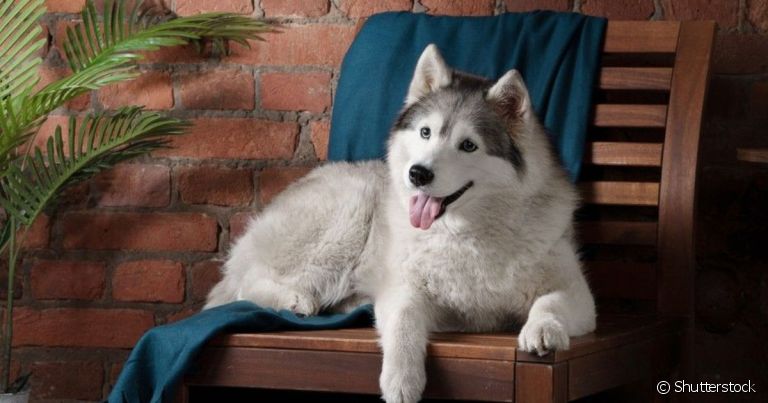 Husky Siberiano é sociável, mas pode latir alto demais e incomodar vizinhos se não for adestrado.