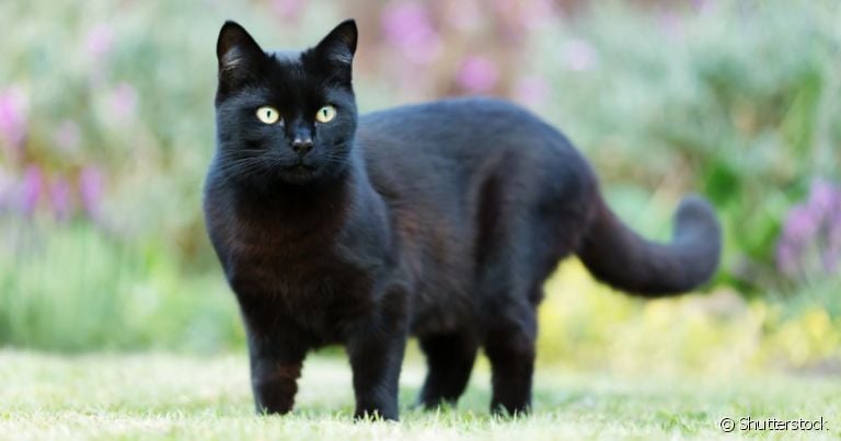 A leishmaniose em gatos é uma doença séria transmitida pela picada do mosquito-palha