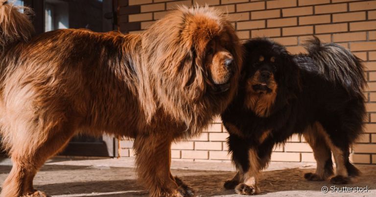  Mastim Tibetano é uma raça que vai muito além de ser o cachorro mais caro do mundo! Conheça esse grandão.