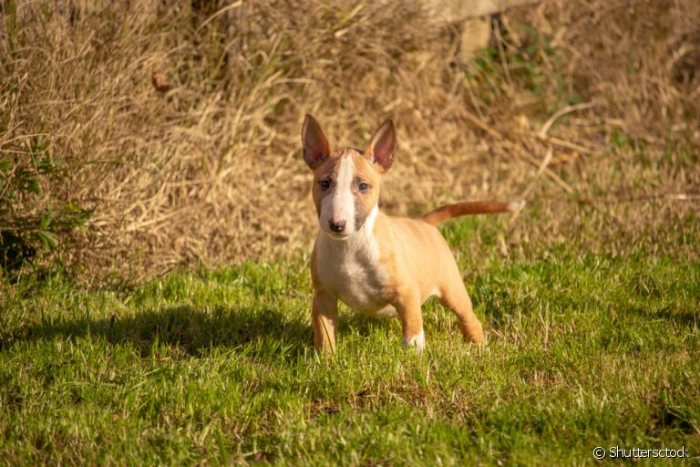  Conheça algumas mini raças e se apaixone por esses cachorros pequenos! 