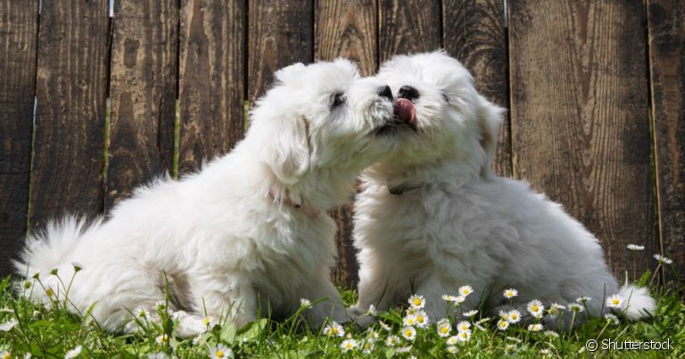 Nomes para cachorro unissex têm feito cada vez mais sucesso