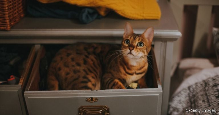 Gato bengal é resultado do cruzamento do gato selvagem com um gato doméstico