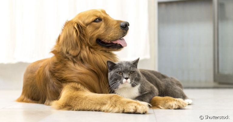 O outubro rosa pet serve para conscientizar os tutores sobre o câncer de mama em cães e gatos