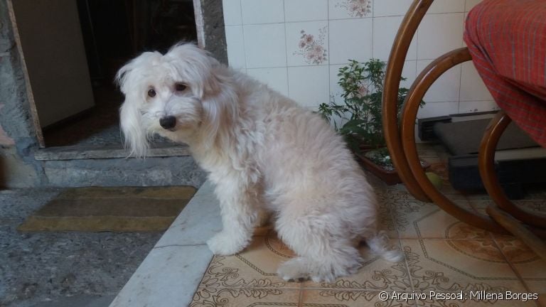 O Outubro Rosa Pet marca a campanha contra o câncer de mama, doença que a cadela Mel consegiu vencer