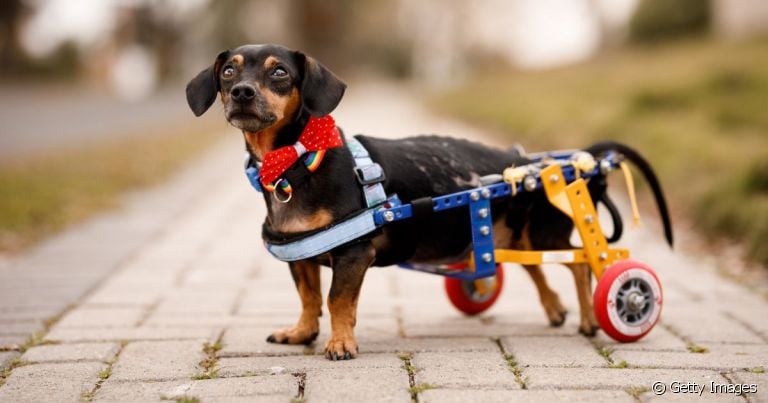 A cadeirinha para cahorro paraplégico é um acessório que ajuda a dar mais qualidade de vida ao animal