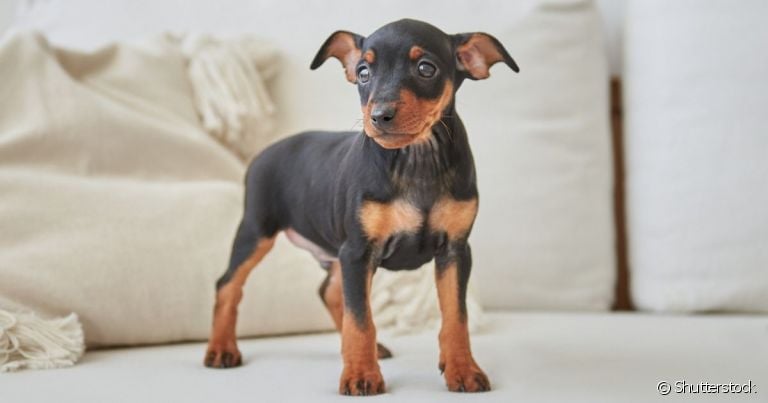  Quanto tempo vive um Pinscher vai variar de acordo com os cuidados que ele recebe ao longo da vida 