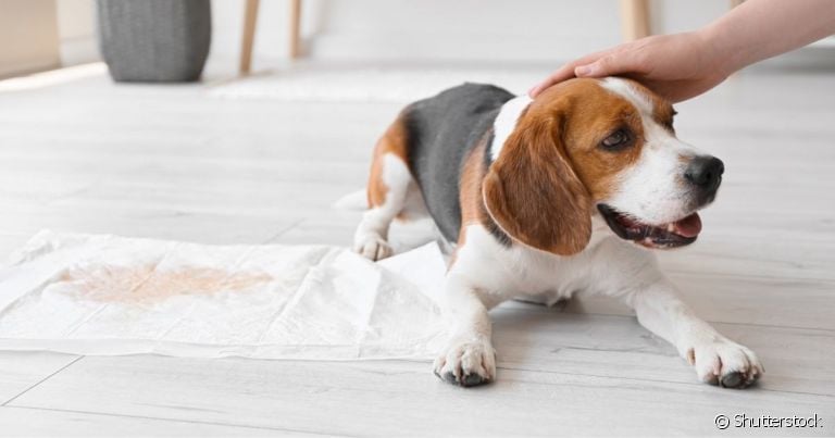 Por que o cachorro urina quando vê o dono? O comportamento é uma reação do corpo a determinadas emoções