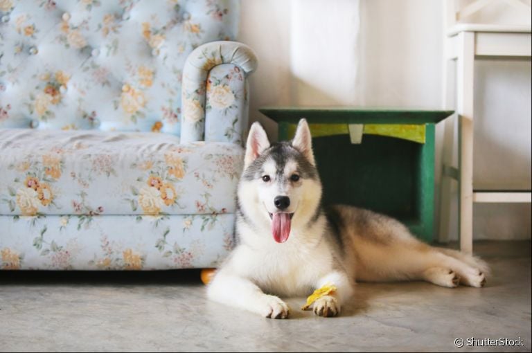 Cachorro de raça grande pode se adaptar muito bem em apartamentos. Basta investir no gasto de energia desses grandões e oferecer brinquedos para passar o tédio.