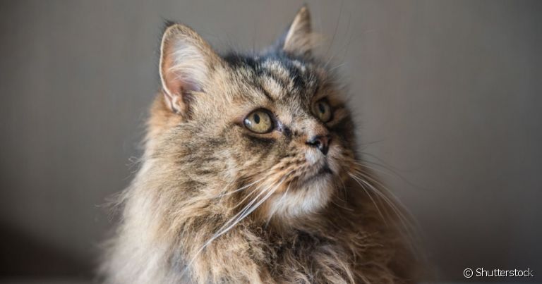  Expectativa de vida do gato varia de acordo com a raça e os cuidados que ele recebe ao longo da vida
